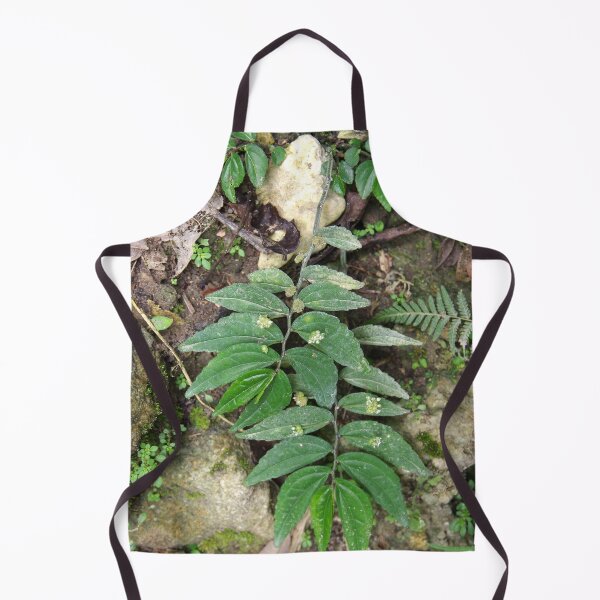 Item preview, Elatostema species growing on a cliff in Cebu, Philippines designed and sold by The Botanical Jason.