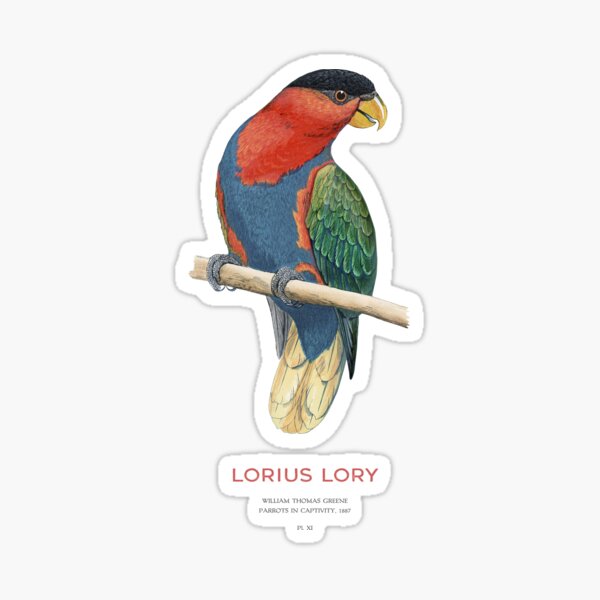 Vista previa del artículo con la obra «Lori de gorra negra o Lorius Lorius», diseñado y vendido por Vintagrafica.