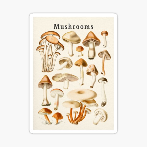 Mushrooms Collection Sticker