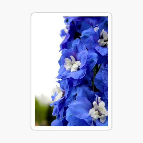 Delphinium Sticker