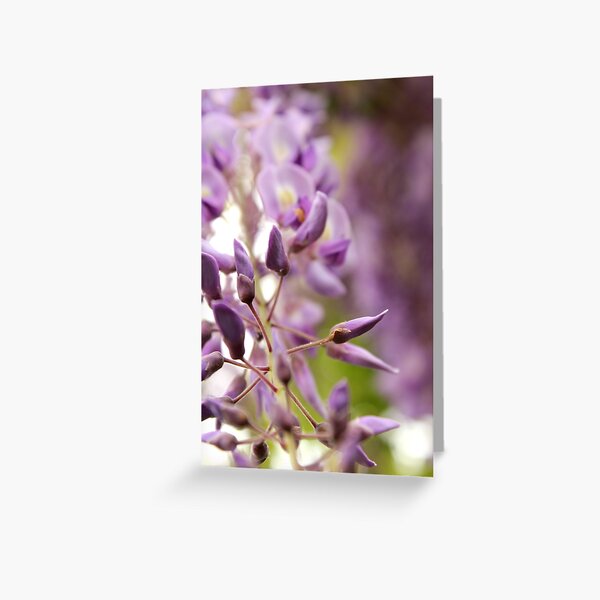 Wisteria Greeting Card
