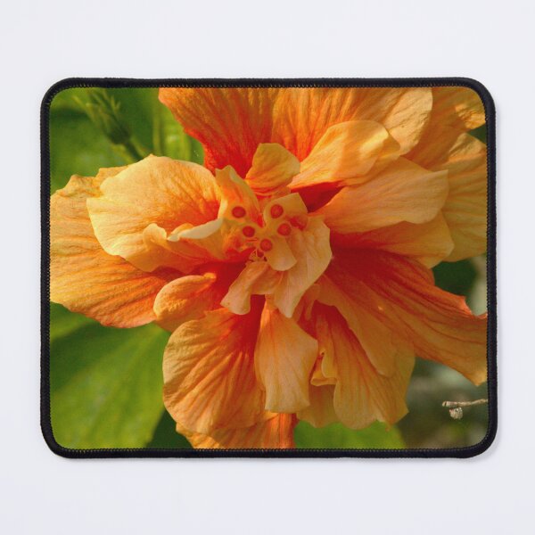 Item preview, Orange Hibiscus Bloom designed and sold by MercerImages.