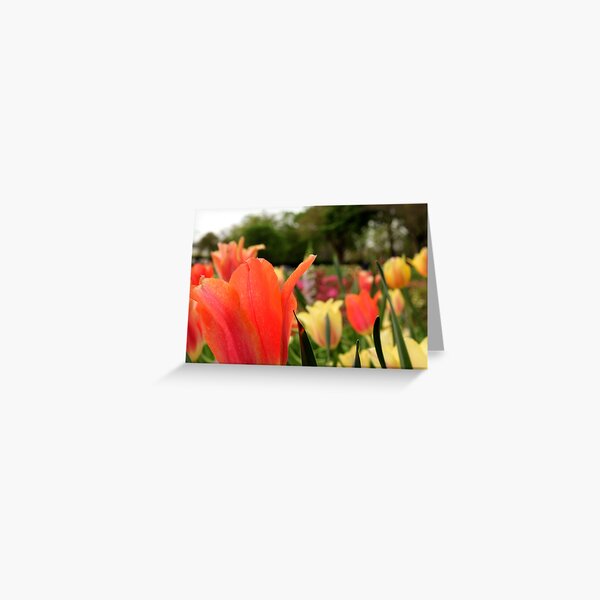 Tulips Greeting Card