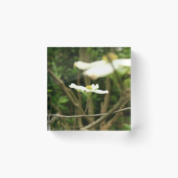 Dogwood Flower Acrylic Block