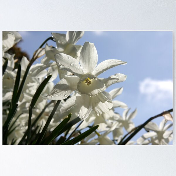 Item preview, Flowers designed and sold by eyepics.