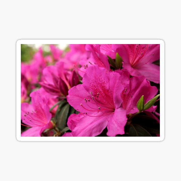 Pink Azaleas Sticker