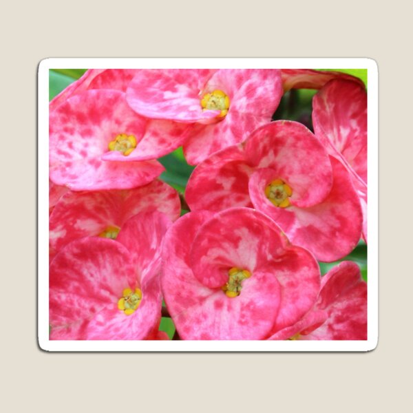 Item preview, Flores tropicales designed and sold by croper.
