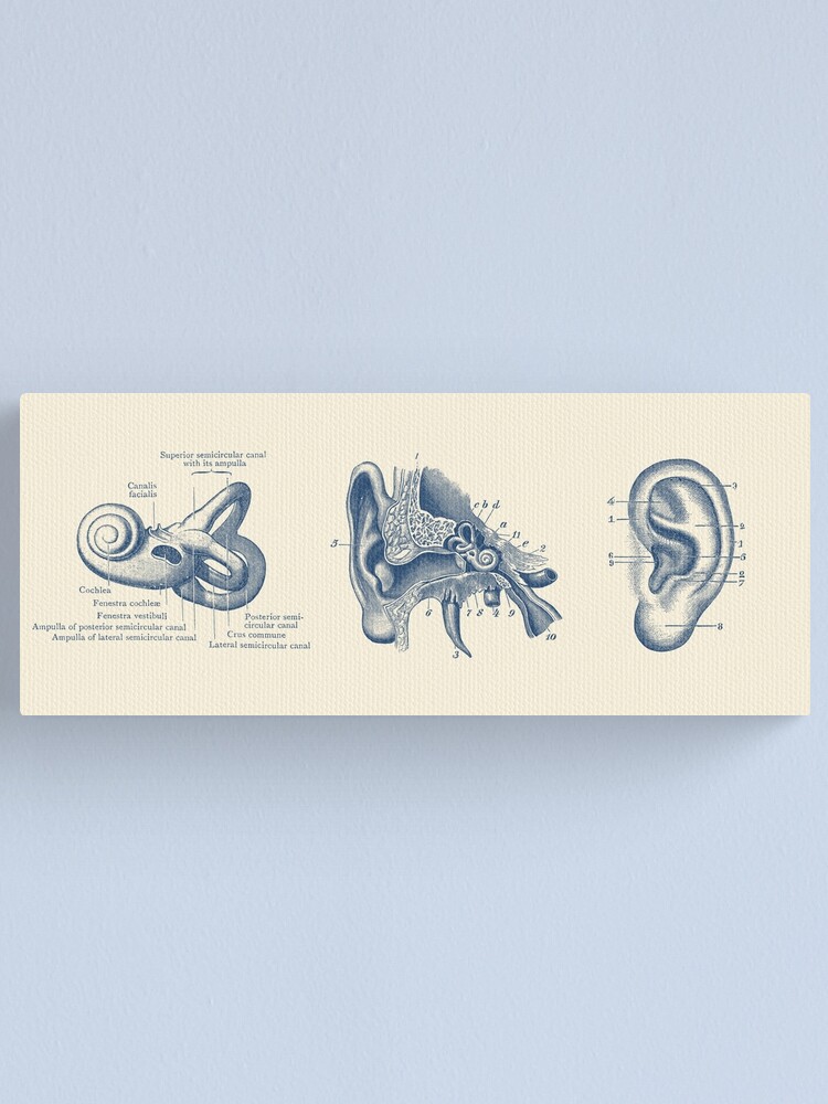 Alternate view of Human Ear Anatomy Diagram Canvas Print