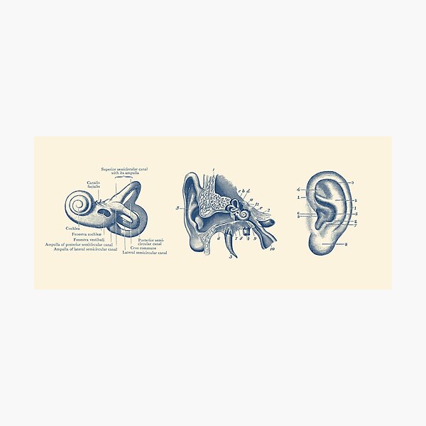 Item preview, Human Ear Anatomy Diagram designed and sold by VAposters.