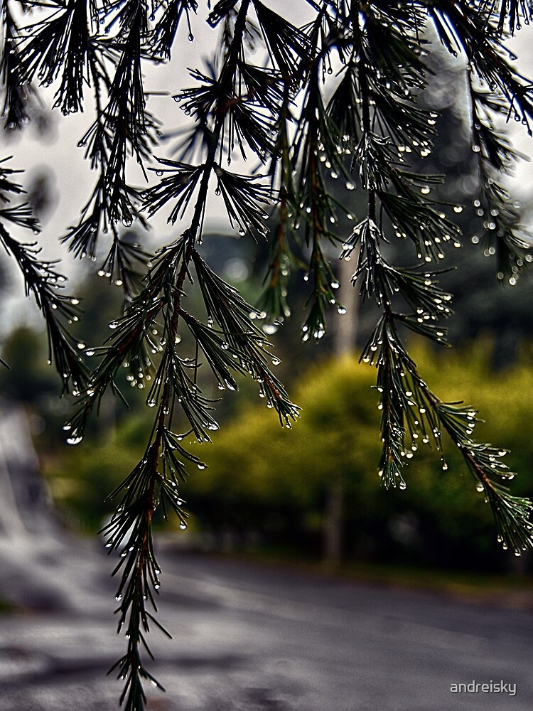 Rainy morning by andreisky