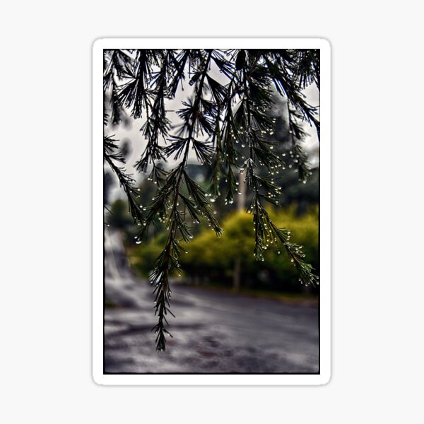 Rainy morning Sticker