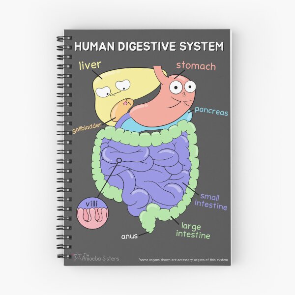 Item preview, Human Digestive System designed and sold by The Amoeba Sisters Official Merch Shop.