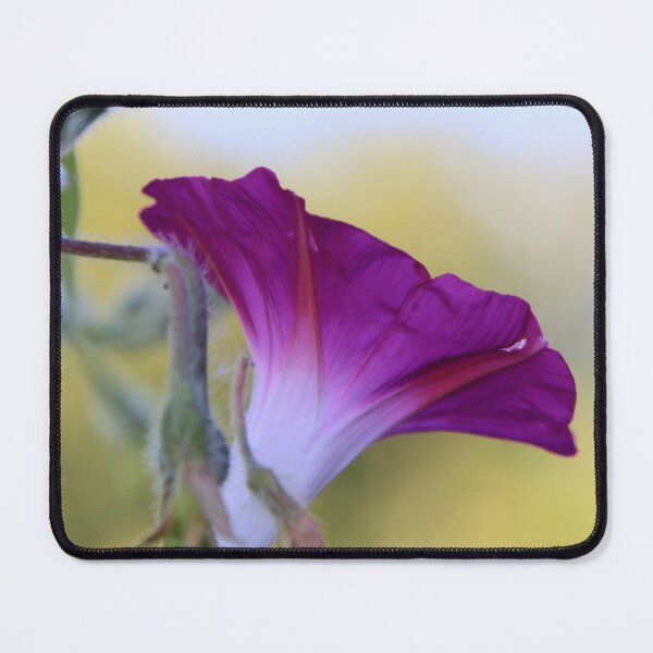 Item preview, Morningglory designed and sold by Roswitha Lorz.