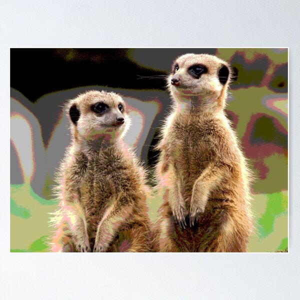Meerkat #10 Poster