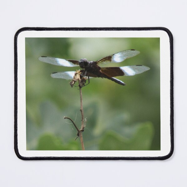 Item preview, Skimmer at Rest designed and sold by Simple Joys Photography.