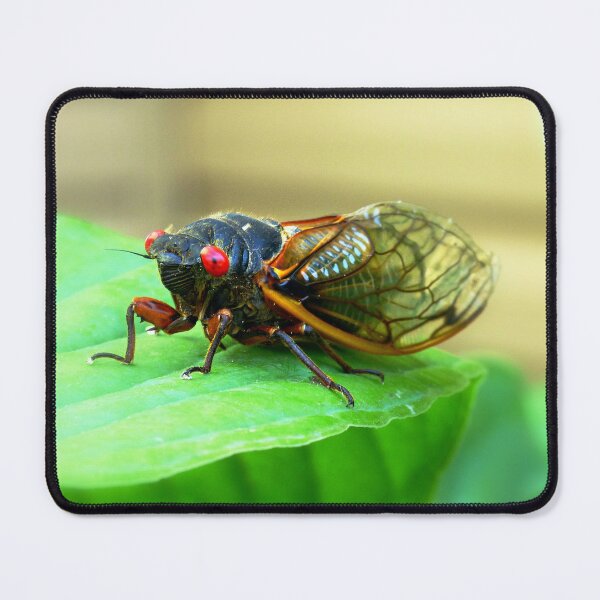 Item preview, 17 Year Brood Cicada designed and sold by artbybutterfly.