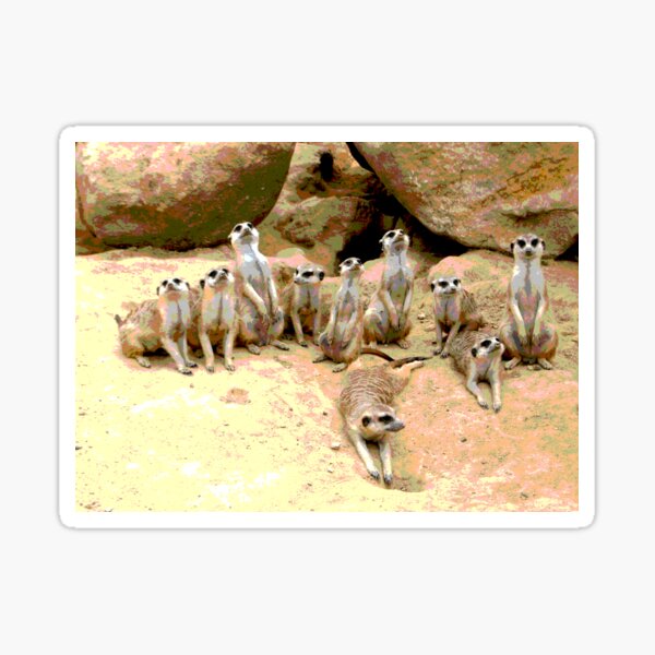 Item preview, Meerkat #13 designed and sold by KingdomWildlife.