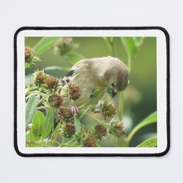 Item preview, Feeding Finch designed and sold by Simple Joys Photography.