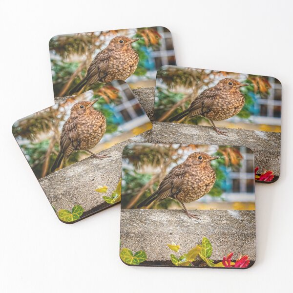 Item preview, Juvenile Blackbird designed and sold by AJEvans.