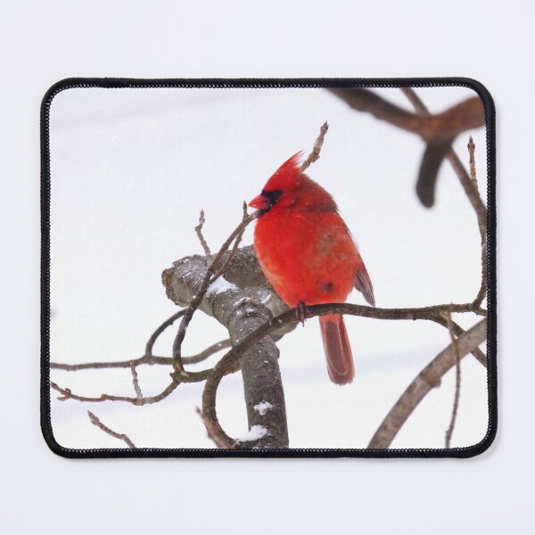 Item preview, Simple Cardinal designed and sold by artbybutterfly.
