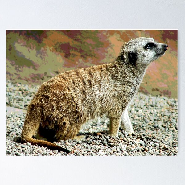 Meerkat #20 Poster