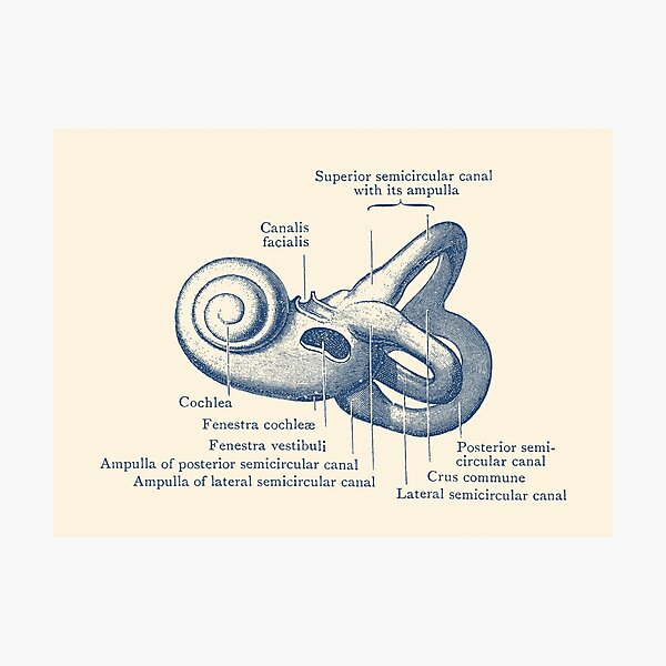 Item preview, Inner Ear Anatomy Diagram designed and sold by VAposters.