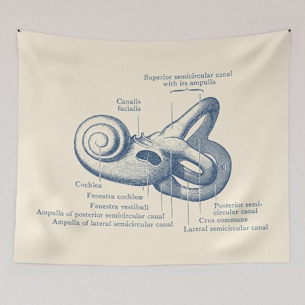 Item preview, Inner Ear Anatomy Diagram designed and sold by VAposters.