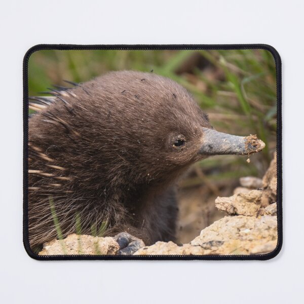 Item preview, Young Echidna designed and sold by Images by Chris de Blank.