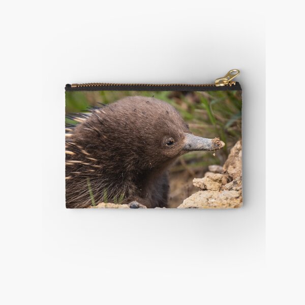 Item preview, Young Echidna designed and sold by Images by Chris de Blank.