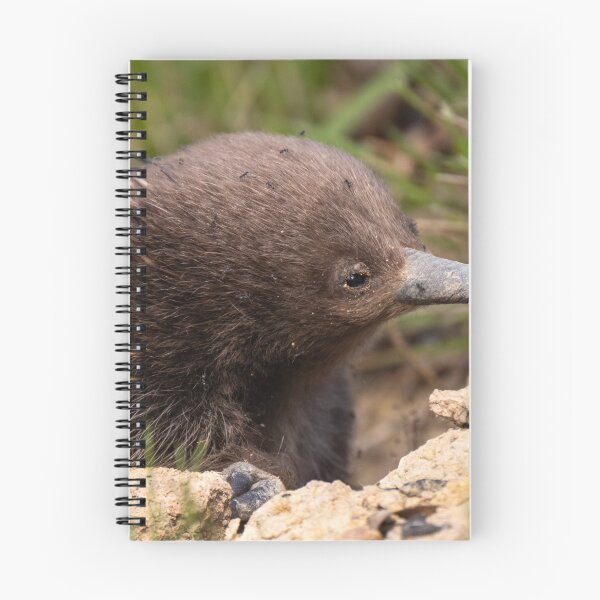 Item preview, Young Echidna designed and sold by Images by Chris de Blank.