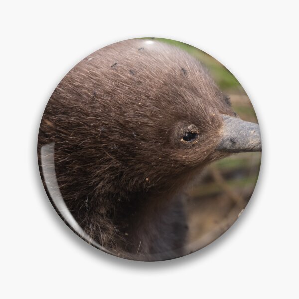 Item preview, Young Echidna designed and sold by Images by Chris de Blank.