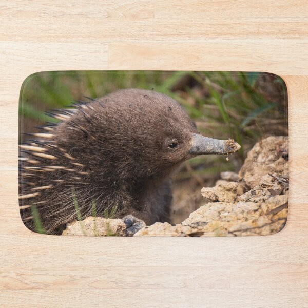 Item preview, Young Echidna designed and sold by Images by Chris de Blank.