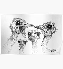 Ostrich Gossip Poster