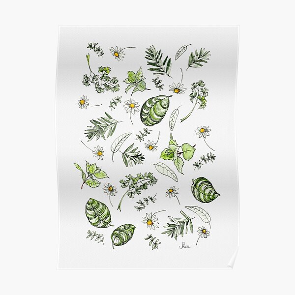 Scattered Garden Herbs Illustration Poster