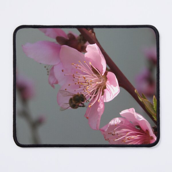 Item preview, Honey Bee Feeding on Peach Tree Blossom designed and sold by taiche.