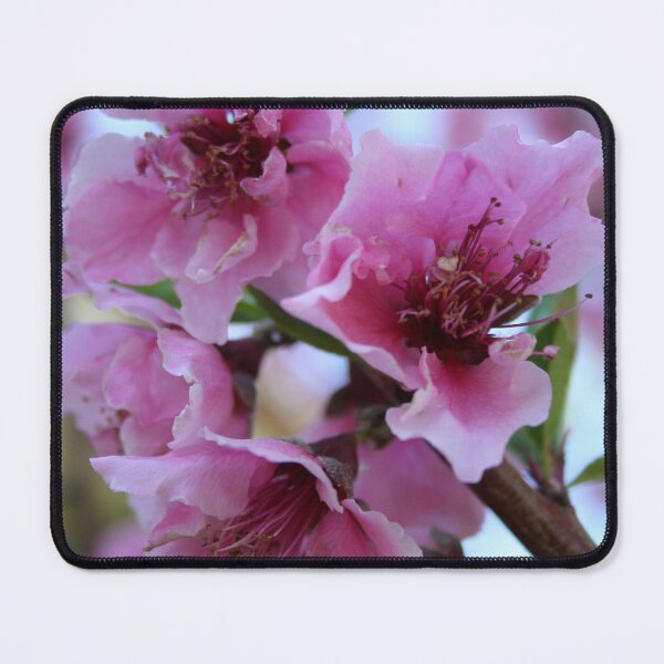 Item preview, Peach Tree Blossom Close Up designed and sold by taiche.