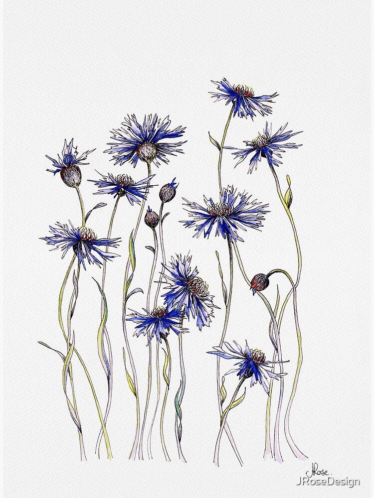 Blue Cornflowers by JRoseDesign