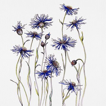 Artwork thumbnail, Blue Cornflowers by JRoseDesign