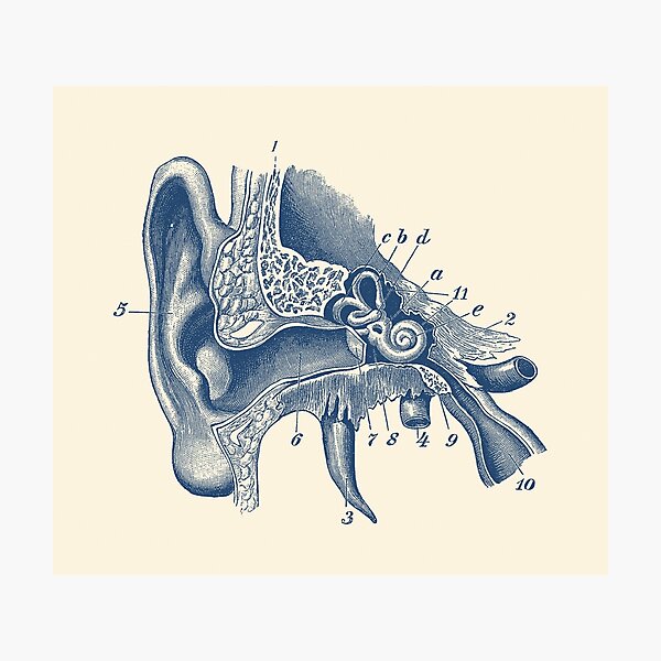 Item preview, Human Inner Ear Anatomy Diagram designed and sold by VAposters.