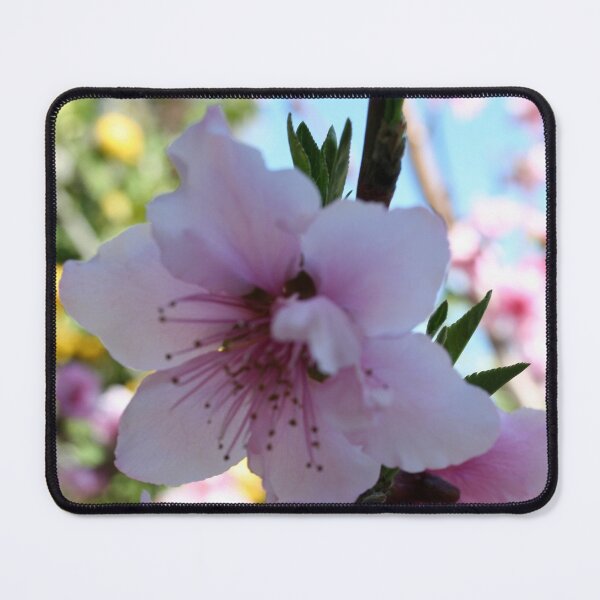Item preview, Pastel Pinks of Peach Tree Blossom designed and sold by taiche.