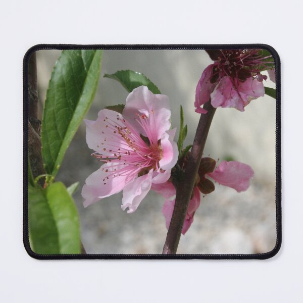 Item preview, Pink Peach Blossom designed and sold by taiche.