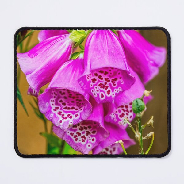 Item preview, Foxgloves designed and sold by AJEvans.