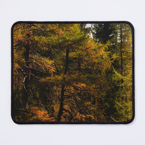 Item preview, Golden European larch in autumn colors designed and sold by Patrik Lovrin.