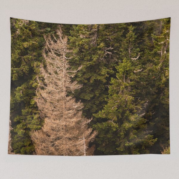 Item preview, Old spruce tree standing proud designed and sold by Patrik Lovrin.