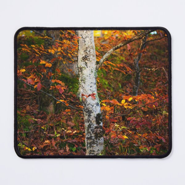 Item preview, Autumn birch in mossy forest designed and sold by Patrik Lovrin.