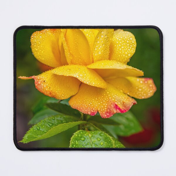 Item preview, Garden Rose designed and sold by AJEvans.