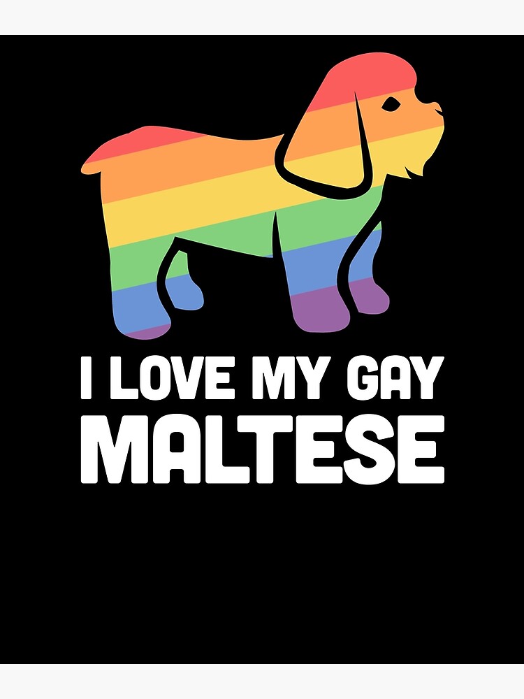 "Maltese Funny Gay Dog LGBT Pride" Photographic Print for Sale by