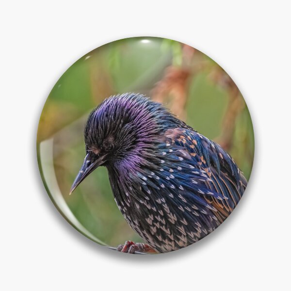 Item preview, European Starling designed and sold by AJEvans.