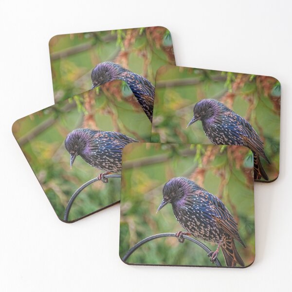 Item preview, European Starling designed and sold by AJEvans.