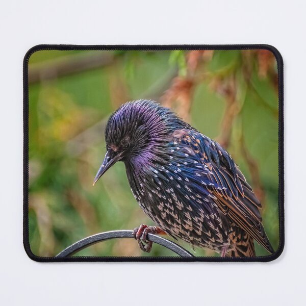 Item preview, European Starling designed and sold by AJEvans.
